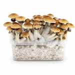 Mondo Golden Teacher Mushroom Grow Kit 100% Mycelium