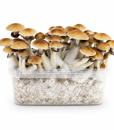 Mondo Golden Teacher Mushroom Grow Kit 100% Mycelium