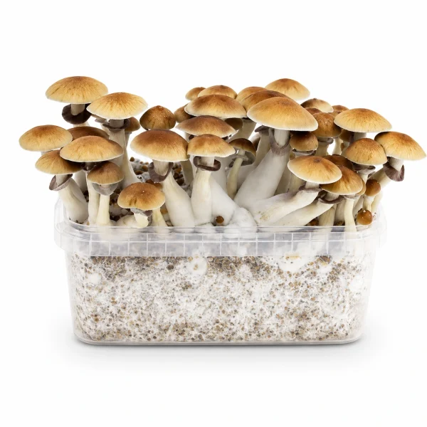Mondo Golden Teacher Mushroom Grow Kit 100% Mycelium