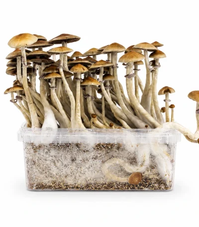 Mondo Mazatapec Mushroom Grow Kit 100% Mycelium