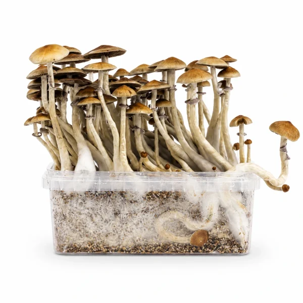 Mondo Mazatapec Mushroom Grow Kit 100% Mycelium