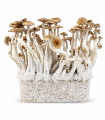 Mondo McKennaii Mushroom Grow Kit 100% Mycelium
