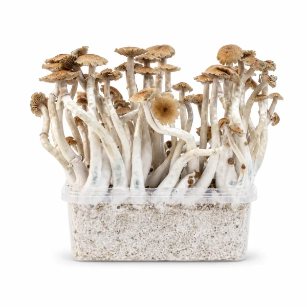 Mondo McKennaii Mushroom Grow Kit 100% Mycelium