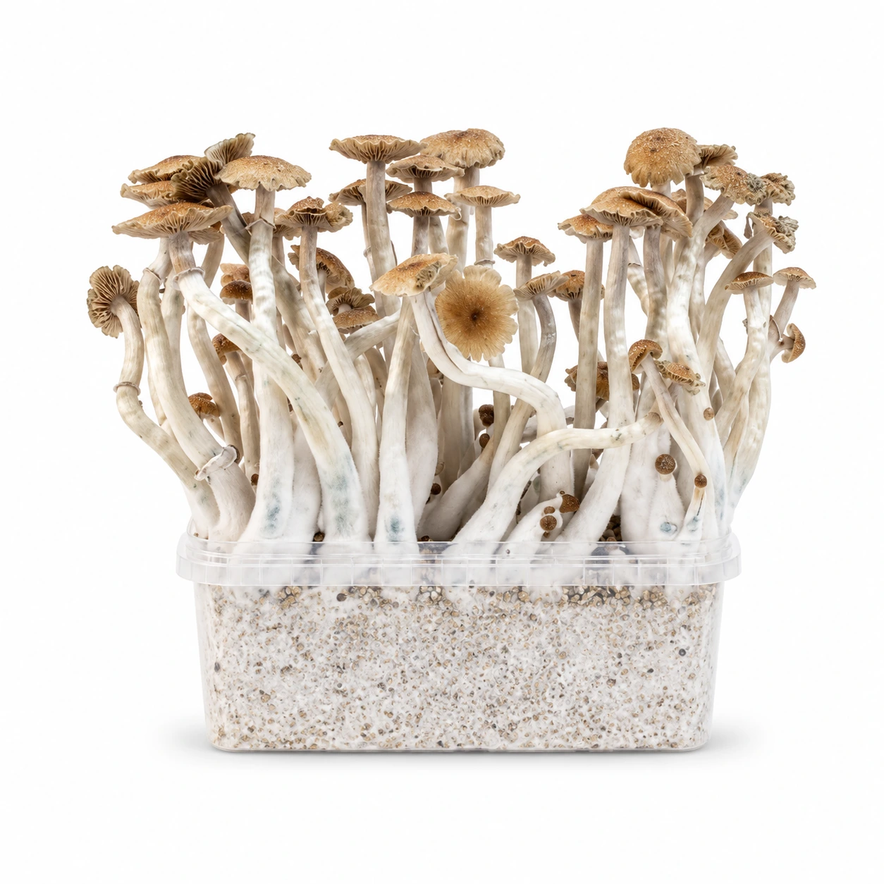 Mondo McKennaii Mushroom Grow Kit 100% Mycelium Mondo McKennaii Mushroom Grow Kit 100% Mycelium