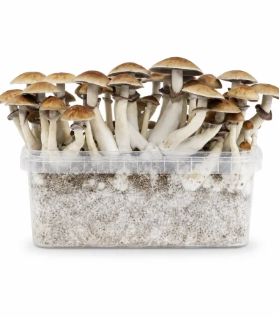 Mondo Mexicana Mushroom Grow Kit 100% Mycelium