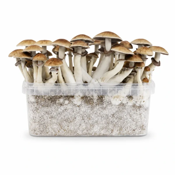 Mondo Mexicana Mushroom Grow Kit 100% Mycelium