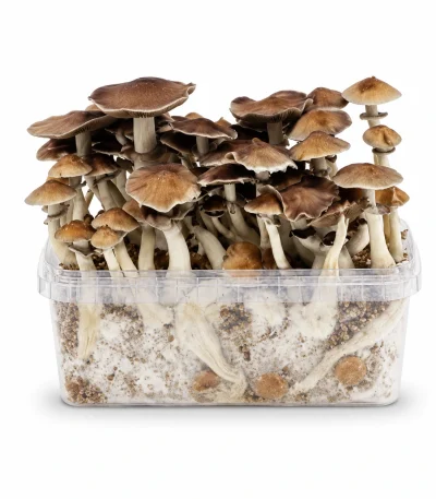 Mondo PES Hawaii Mushroom Grow Kit 100% Mycelium