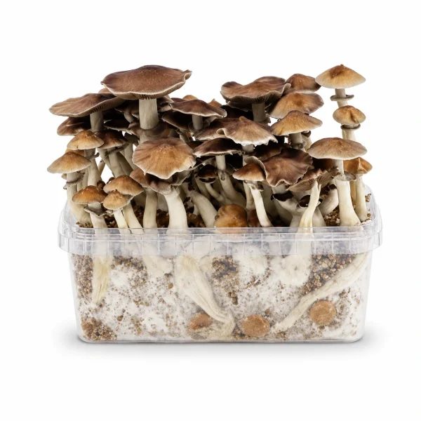 Mondo PES Hawaii Mushroom Grow Kit 100% Mycelium