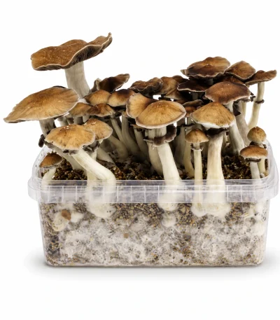 Mondo Thai Mushroom Grow Kit 100% Mycelium