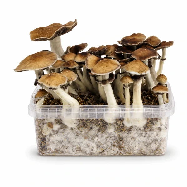 Mondo Thai Mushroom Grow Kit 100% Mycelium