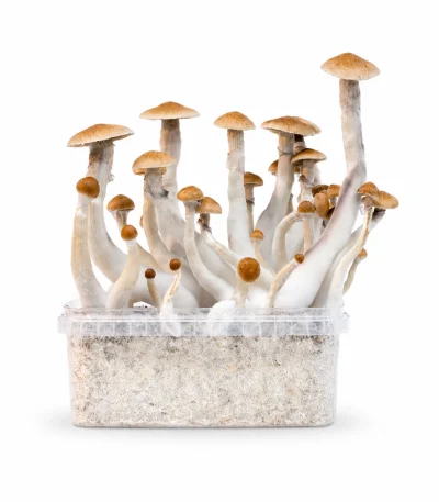 Mondo Treasure Coast Mushroom Grow Kit 100% Mycelium