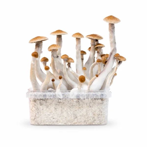 Mondo Treasure Coast Mushroom Grow Kit 100% Mycelium