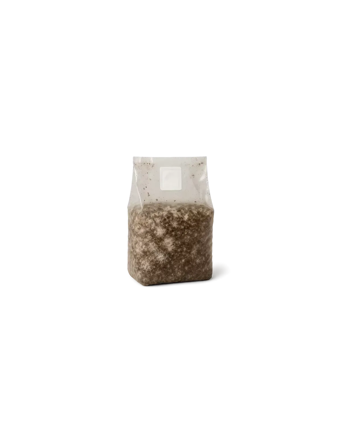 myco-grow-bag-by-mycotek-hillbilly-pumpkin-size-m.webp Jedi Mind Fuck (Jedi M.F.) Grow Bag – Pre-Inoculated Mushroom Grow Kit - Image 1