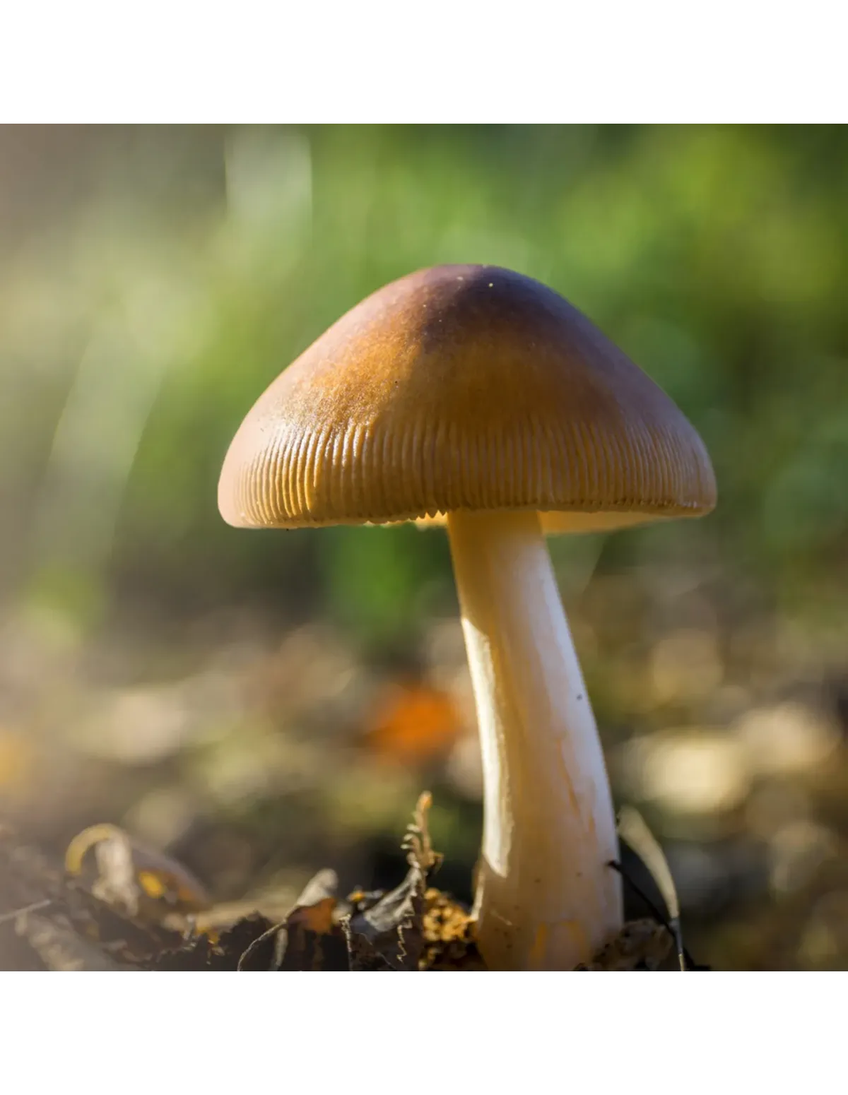 psilocybe-azurescens-spawn-growkit-500-ml-1.webp Azurescens Outdoor Spawn Bag (500ML) – Psilocybe Azurescens – Woodlover Spawn - Image 1