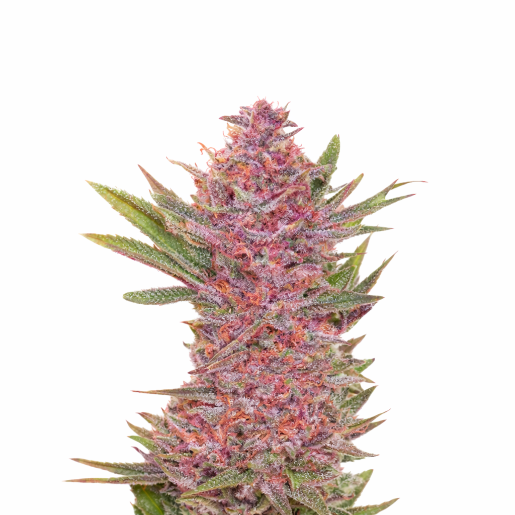 purple-kush-autoflower-cannabis-seeds Purple Kush Autoflower by Just Seeds – Compact Purple Indica Auto - Image 1