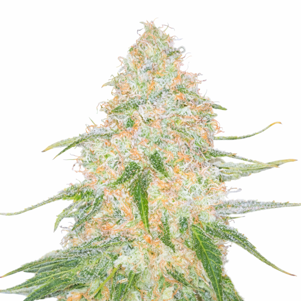 saparot-skunk-autoflower-cannabis-seeds Saparot Skunk Autoflower by Just Seeds – Classic Indica Auto - Image 1