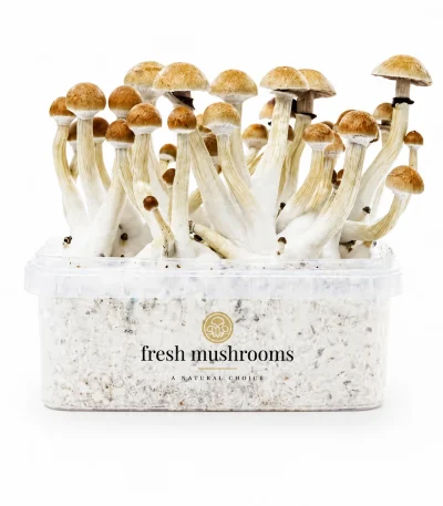 Thai Mushroom Grow Kit 100% Mycelium 1200ml