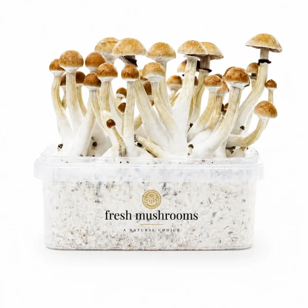 Thai Mushroom Grow Kit 100% Mycelium 1200ml