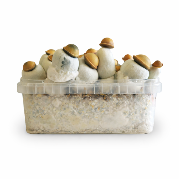 Marshmallow Shrooms GrowKit Magic Mushroom Grow Kit McSmart