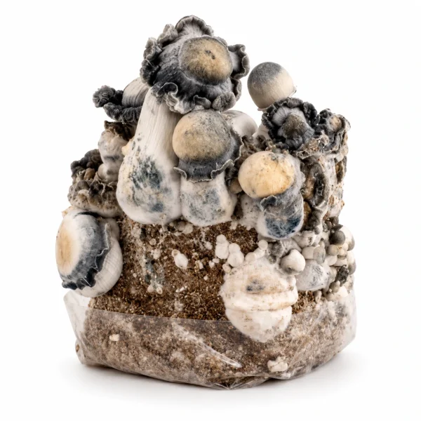Yeti Magic Mushroom Grow Bag (1300g)