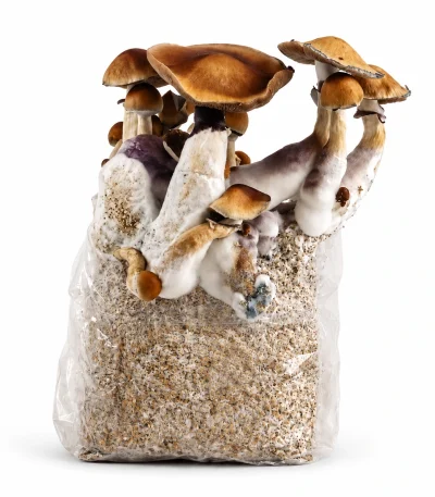 Amazonian Magic Mushroom Grow Bag (1300g) by 123GrowBag