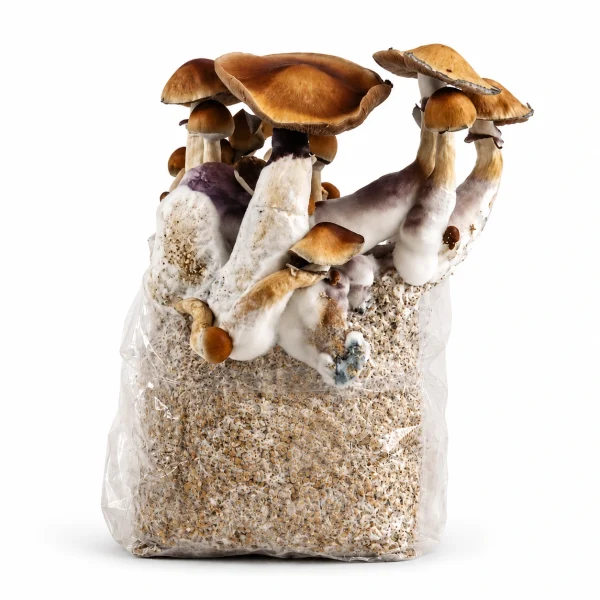 Amazonian Magic Mushroom Grow Bag (1300g) by 123GrowBag