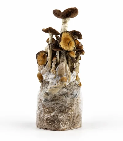 B+ Magic Mushroom Grow Bag (1300g)