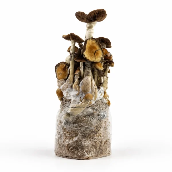 B+ Magic Mushroom Grow Bag (1300g)