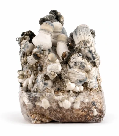 Blue Ghost Magic Mushroom Grow Bag (1300g)