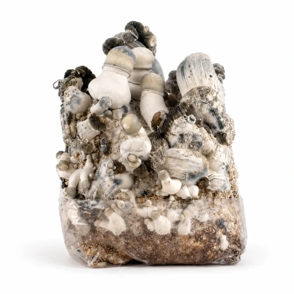 Blue Ghost Magic Mushroom Grow Bag (1300g)