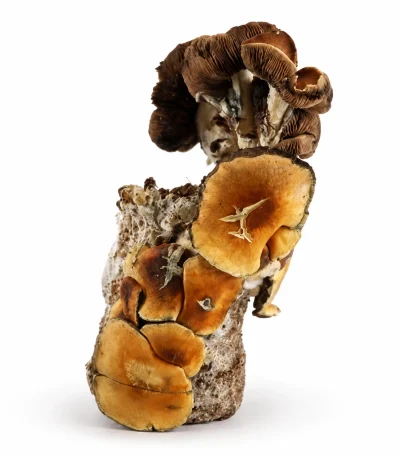 Blue Magnolia Magic Mushroom Grow Bag (1300g)