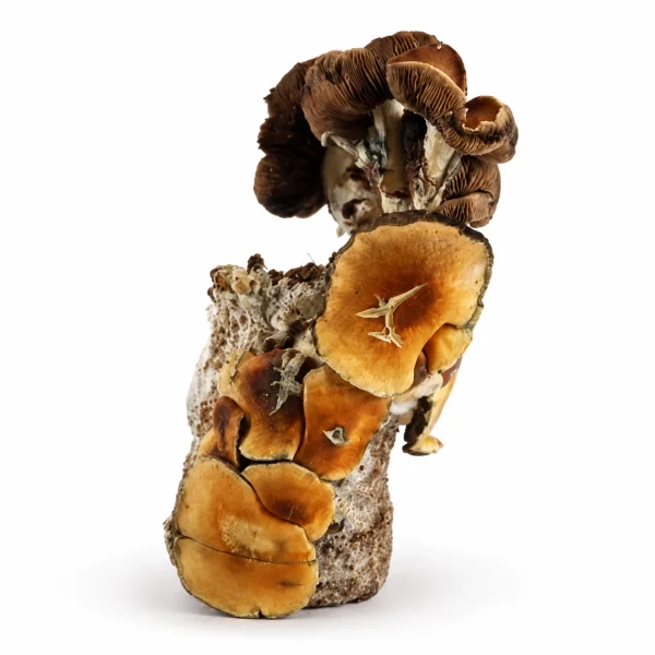 Blue Magnolia Magic Mushroom Grow Bag (1300g)