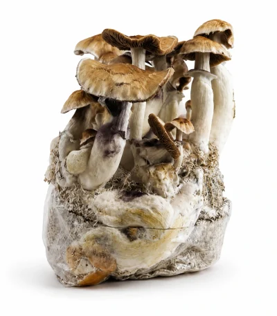 Golden Teacher Magic Mushroom Grow Bag (1300g)