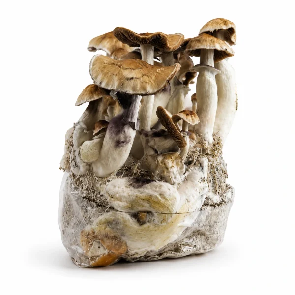Golden Teacher Magic Mushroom Grow Bag (1300g)