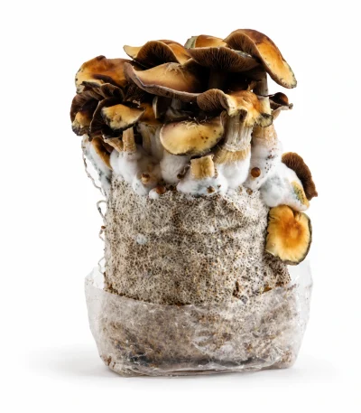 Hillbilly Pumpkin Magic Mushroom Grow Bag (1300g)