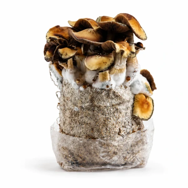 Hillbilly Pumpkin Magic Mushroom Grow Bag (1300g)