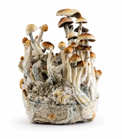 McKennaii Magic Mushroom Grow Bag (1300g)
