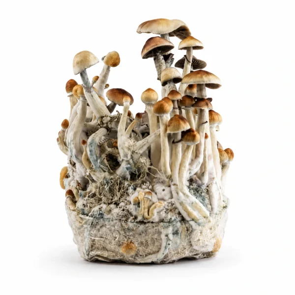 McKennaii Magic Mushroom Grow Bag (1300g)