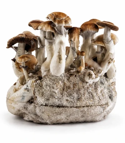Mexicana Magic Mushroom Grow Bag (1300g)