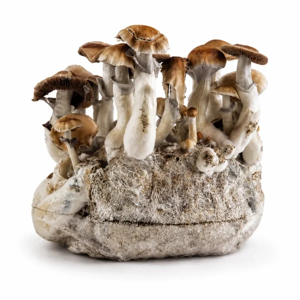 Mexicana Magic Mushroom Grow Bag (1300g)