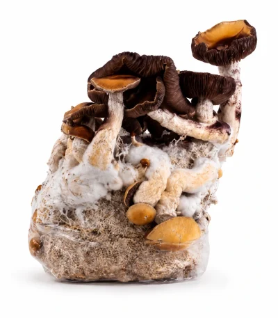 Penis Envy Magic Mushroom Grow Bag (1300g)