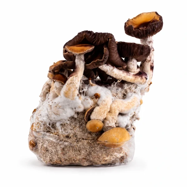 Penis Envy Magic Mushroom Grow Bag (1300g)