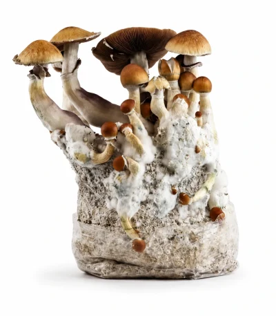 Thai Magic Mushroom Grow Bag (1300g)