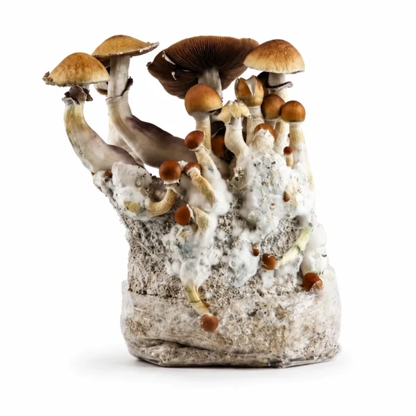 Thai Magic Mushroom Grow Bag (1300g)