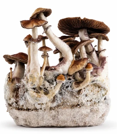 Treasure Coast Magic Mushroom Grow Bag (1300g)