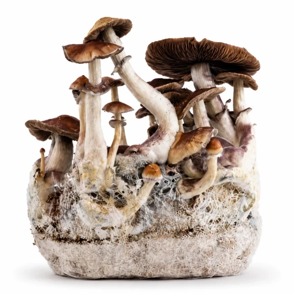 Treasure Coast Magic Mushroom Grow Bag (1300g)