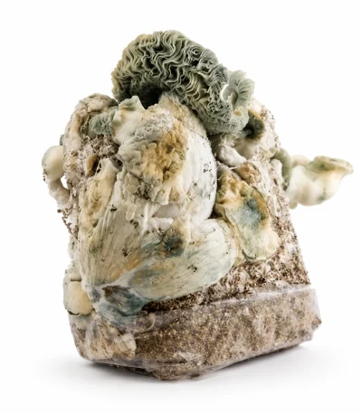 True Albino Teacher Magic Mushroom Grow Bag (1300g)