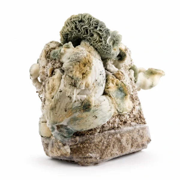 True Albino Teacher Magic Mushroom Grow Bag (1300g)