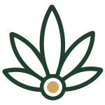 Cannabis Seeds