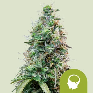amnesia-haze-automatic.webp Amnesia Haze Automatic – Royal Queen Seeds - Image 1
